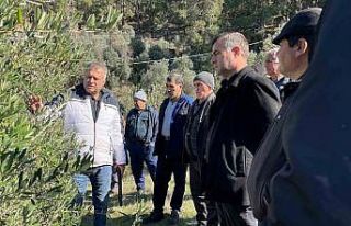 Köyceğiz’de zeytinde uygulamalı budama eğitimi...