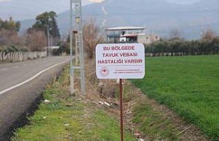 Kuş vebası görülen mahallede 338 kanatlı hayvan...