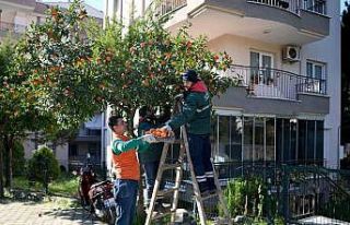 Kuşadası’nda turunç meyvesinin en tatlı yolculuğu...