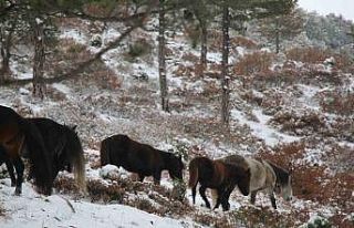 Kütahya’da yaban atları dron ile görüntülendi