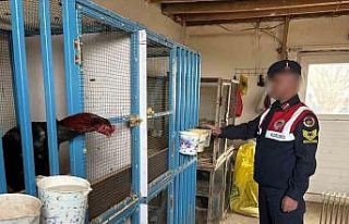 Malatya’da horoz dövüştürenlere jandarma baskını