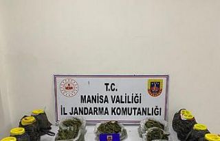 Manisa’da jandarmadan esrar operasyonu