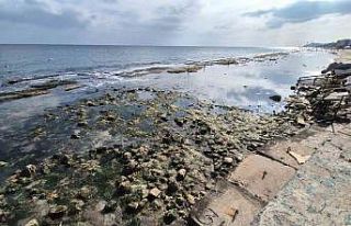 Marmara Denizi 10 metre çekildi, Kral Yolu ortaya...