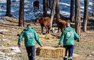 Mersin’de yılkı atları için doğaya yem bırakıldı
