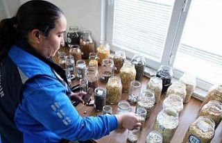 Muğla Büyükşehir’in yerel tohum dağıtımı...