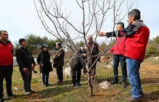 Muğla’da üreticilere meyve ağaçlarında budama...