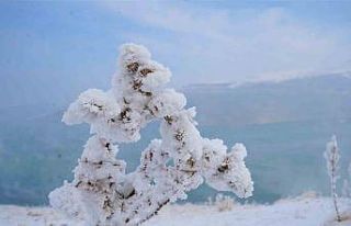 Muş’ta kırağı tutan otlar pamuk tarlasını...