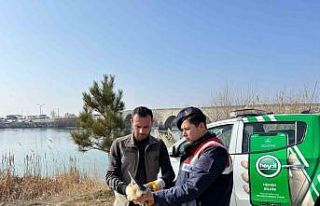 Muş’ta yaralı halde bulunan bayağı balaban kuşu...