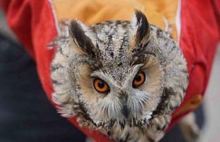 Muş’ta yaralı puhu tedavi altına alındı