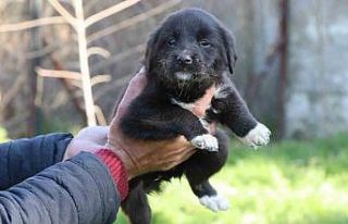 Nazilli Belediyesi’nden sokak hayvanları için...