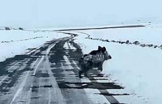 Niğde’de yaban domuzu cep telefonuyla görüntülendi