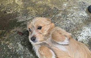 Önce çöpü attı sonra köpeğini sokağa bırakıp...