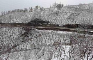 ‘Ordu’da etkili olan kar fındık için zararlı...