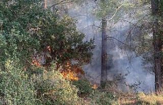 Osmaniye’de orman yangını