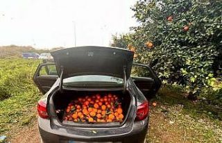 Otomobiliyle portakal çalan şüpheli tutuklandı