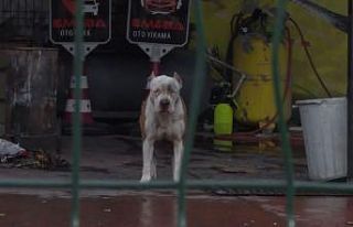 Pitbull cinsi köpekler sahibine ve yanındaki kişiye...