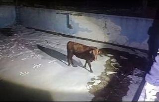 Sahibinin elinden kaçan inek, havuzda mahsur kaldı