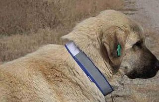 Sahipsiz hayvanları bakımevi dışında sokağa...