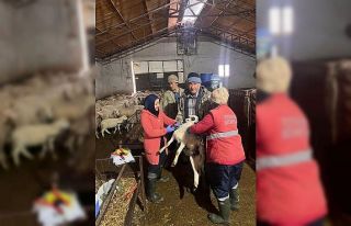 Sandıklı’da küçükbaş hayvanlara aşılama...