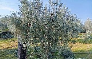 Sarıgöl’de zeytin budama çalışmalarına başkandı