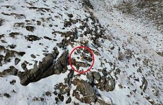 Şırnak’ta karda yiyecek arayan tilki dron ile...