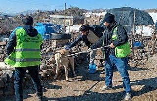 Siverek’te kuduz alarmı: Köpek saldırısında...