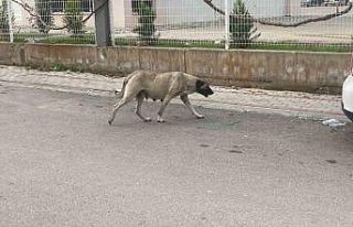 Sokak köpekleri kadına saldırdı: O anlar kamerada