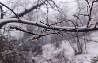 Soydan: "Fındıkta zirai don tehlikesi devam...