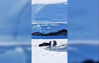 Su samuru ailesi Kura nehrinde görüntülendi