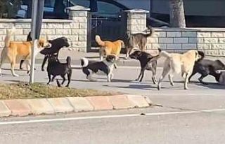 Sürü halindeki 15 köpeğin kavgası korkuttu