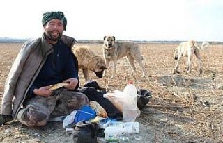 Sürünün güvenliği çoban köpeklerinde