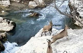 Tağar Çayı kıyısına neşe katan dağ keçileri,...