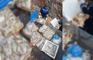 Tarsus’ta 16 kasa balık imha edildi