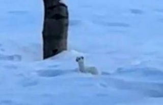Tatvan’da beyaz gelincik görüntülendi