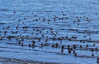 Tatvan’da sakarmeke yoğunluğu