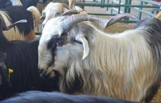 Tavşanlı hayvan pazarı kapandı