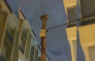 Telefon direğine çıkan kedi direk üstünde mahsur...