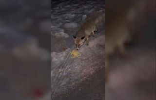 Tilkiyi elleriyle verdiği cips ile besledi