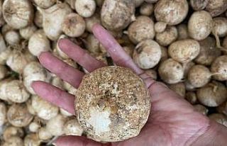 Toplamanın cezası 557 bin lira: O sarımsağı korumak...