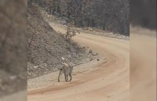 Tunceli’de kırmızı listedeki vaşak görüntülendi