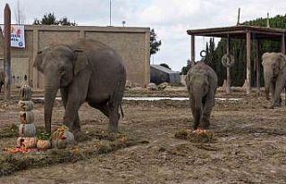Türkiye’de doğan ilk fil İzmir 14 yaşında
