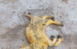 Üç kulaklı, tek gözlü ve ters ayaklı doğan...