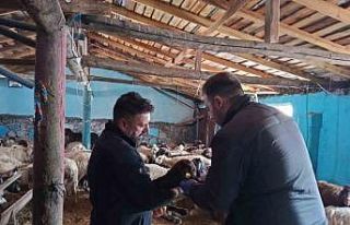 Üzümlü’de 60 bin kuzu küpelenecek