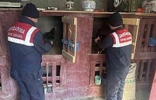 Uzundere’nde horoz dövüştüren 3 şahıs yakalandı