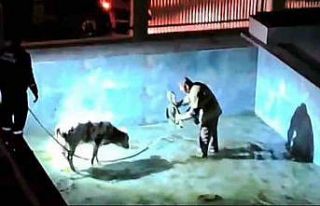 Villa havuzuna düşen buzağı, itfaiye erlerine...