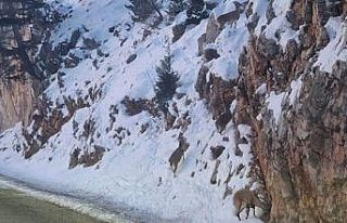 Yaban keçileri, yiyecek bulmak için Seydişehir-Antalya...