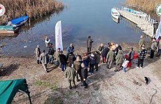 Yaban ördekleri suyla buluştu