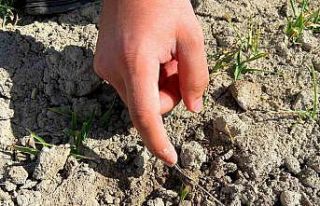 Yağış azlığı hububatta verim ve kalitede düşüşe...