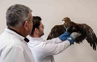 Yaralı kaya kartalı, Selçuk Üniversitesinde tedavi...