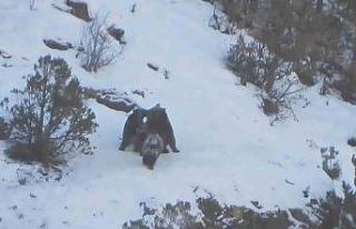 Yavru ayıların karda oyun keyfi kameralara takıldı